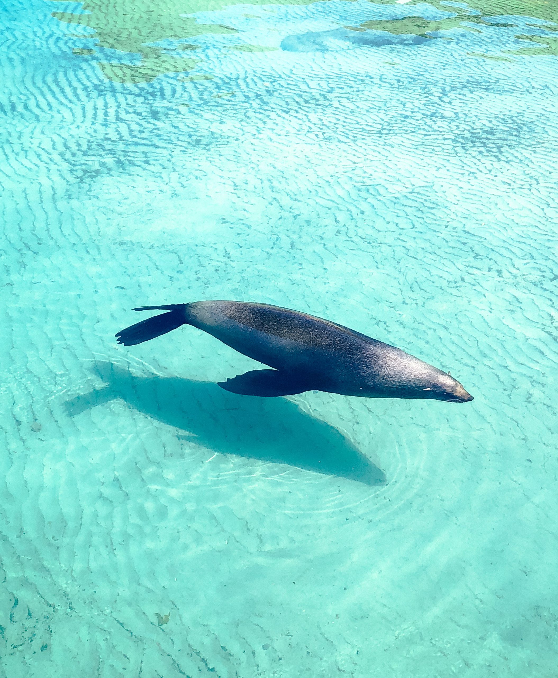 A seal glides just below the surface of clear turquoise water