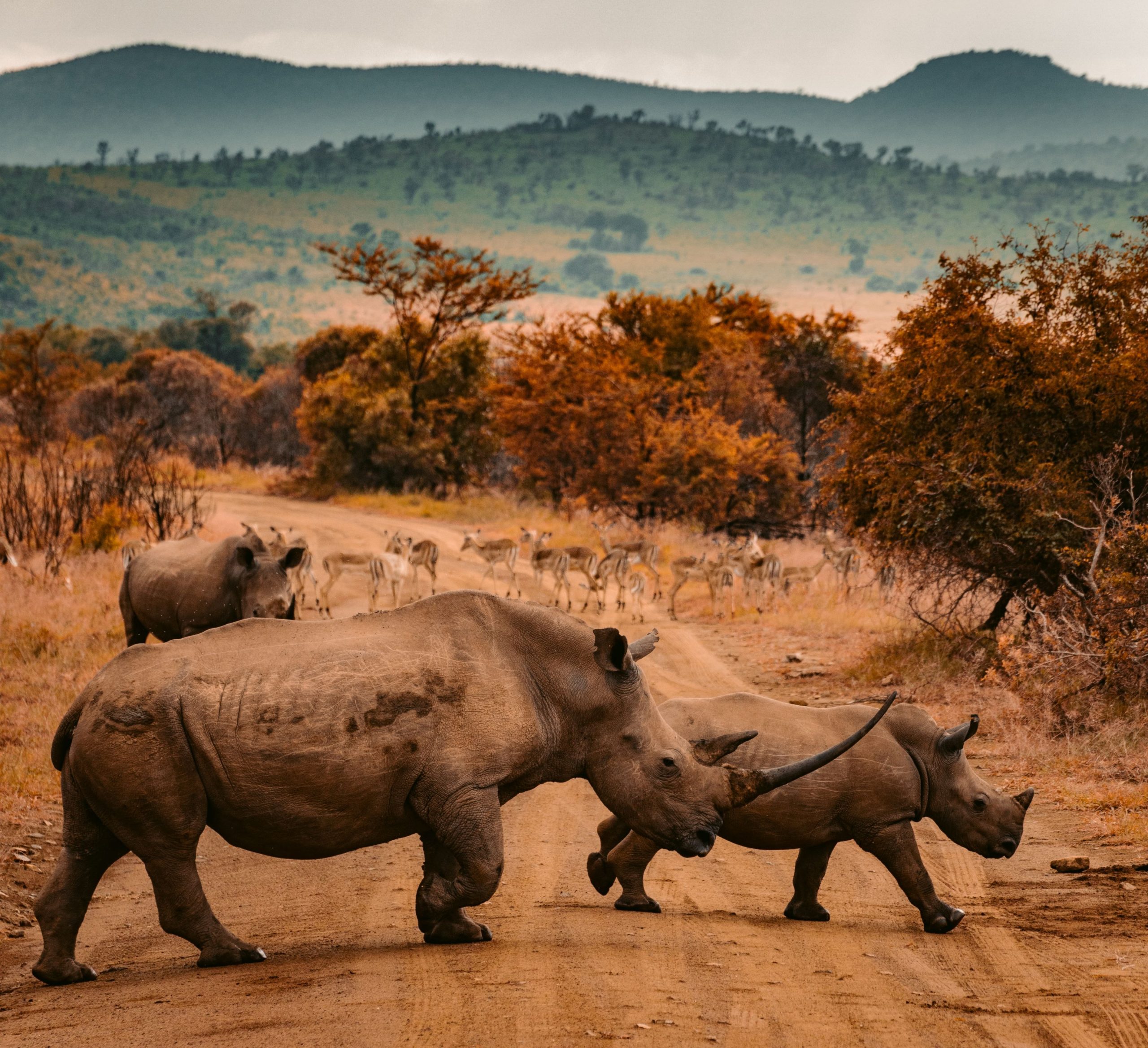 Two rhinos walking through a dry, bushy landscape.