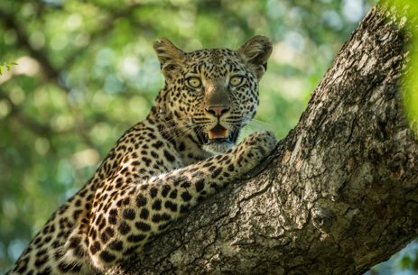 A leopard resting on a tree branch, gazing into the distance.