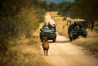 Two safari vehicles follow a male lion down a dirt road on a safari during a teen tour in Africa