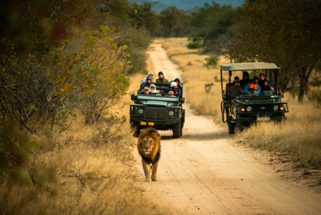 Two safari vehicles follow a male lion down a dirt road on a safari during a teen tour in South Africa