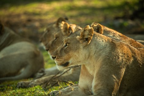 A group of lions resting together in the golden light.
