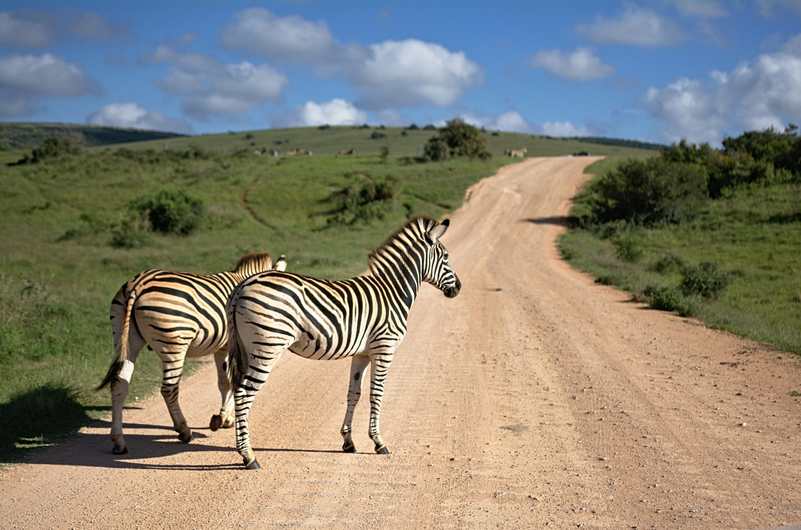 Two zebras stand on a dirt road that winds up through green grassland, with scattered bushes and grazing animals on the hills behind them.