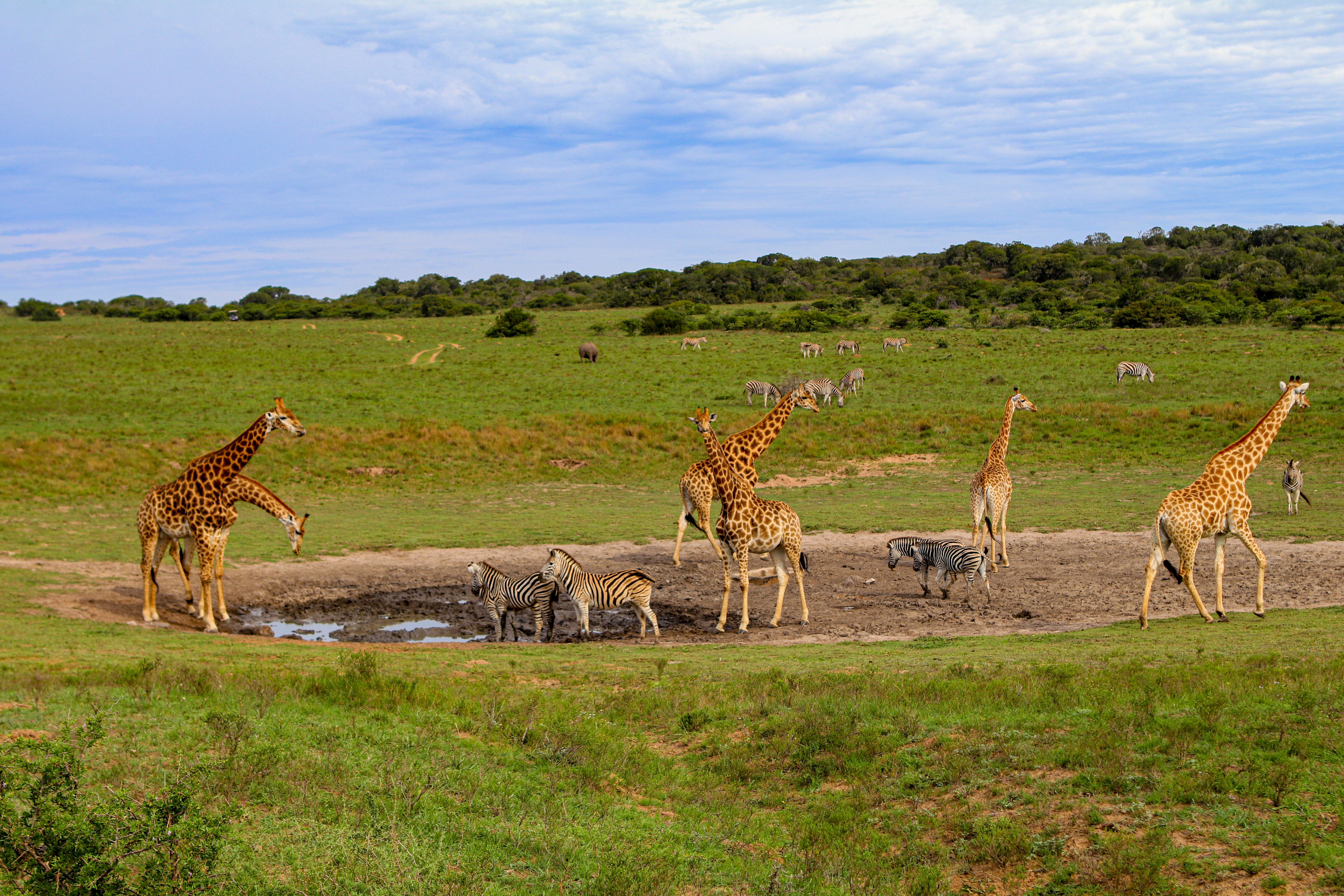 Giraffes and zebras gather around a muddy waterhole on open green grassland, with more zebras grazing back toward a line of bush on the horizon.