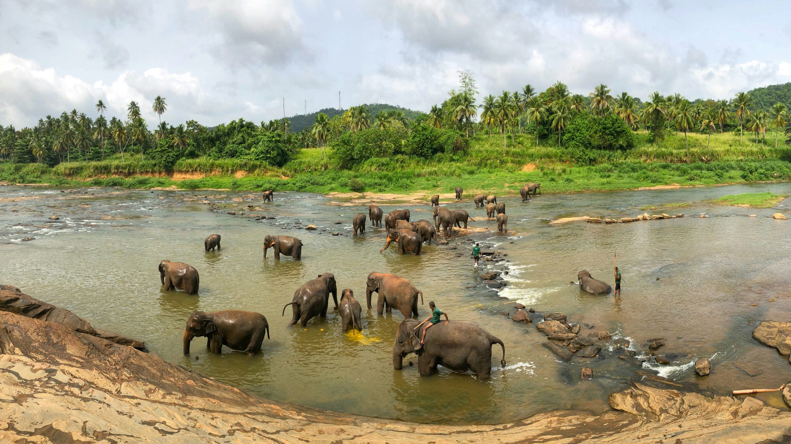 A herd of elephants wading through a shallow, rocky river beside a sandstone bank.