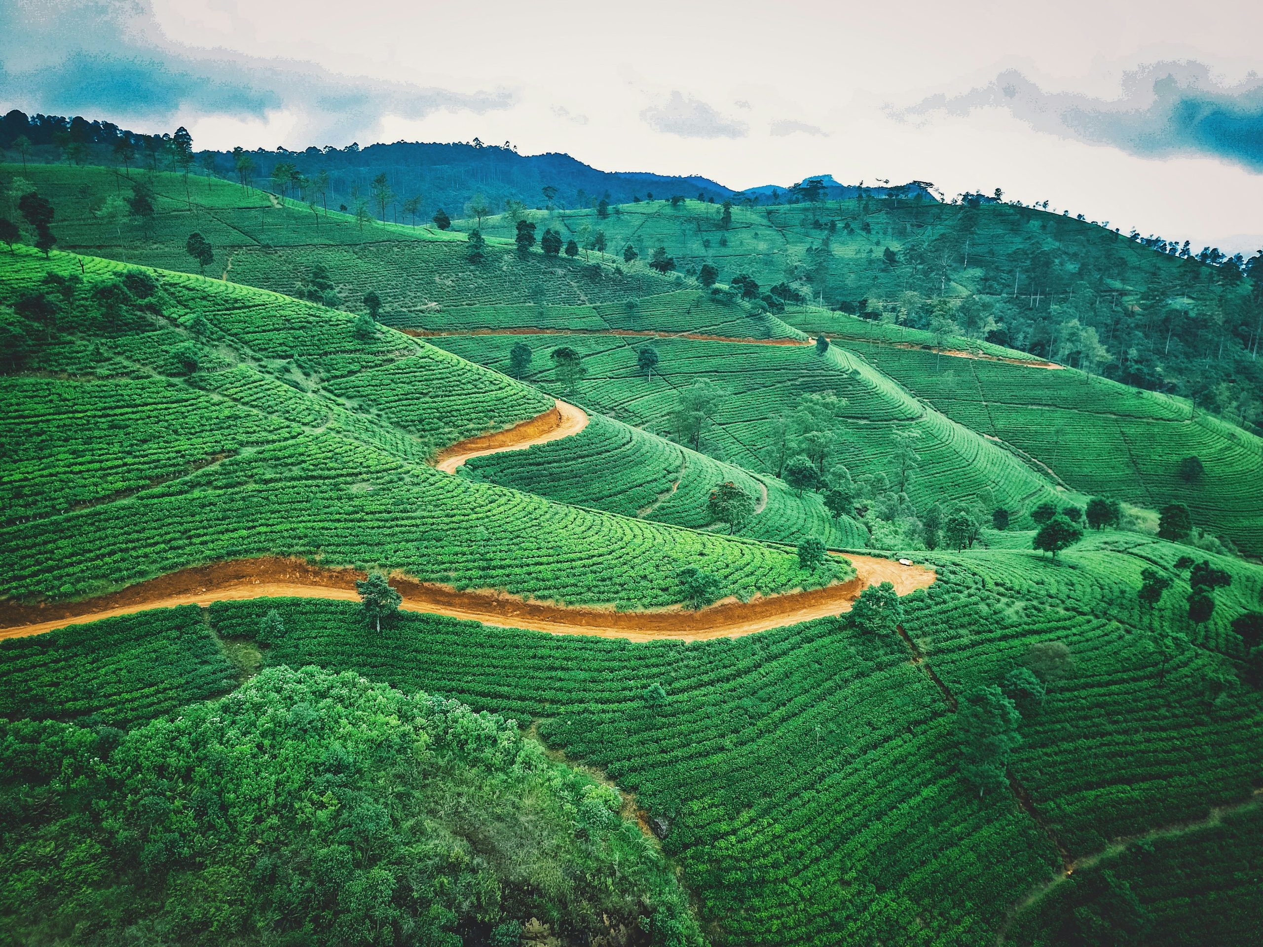 Rows of tea bushes covering rolling hills, cut by a winding dirt road.