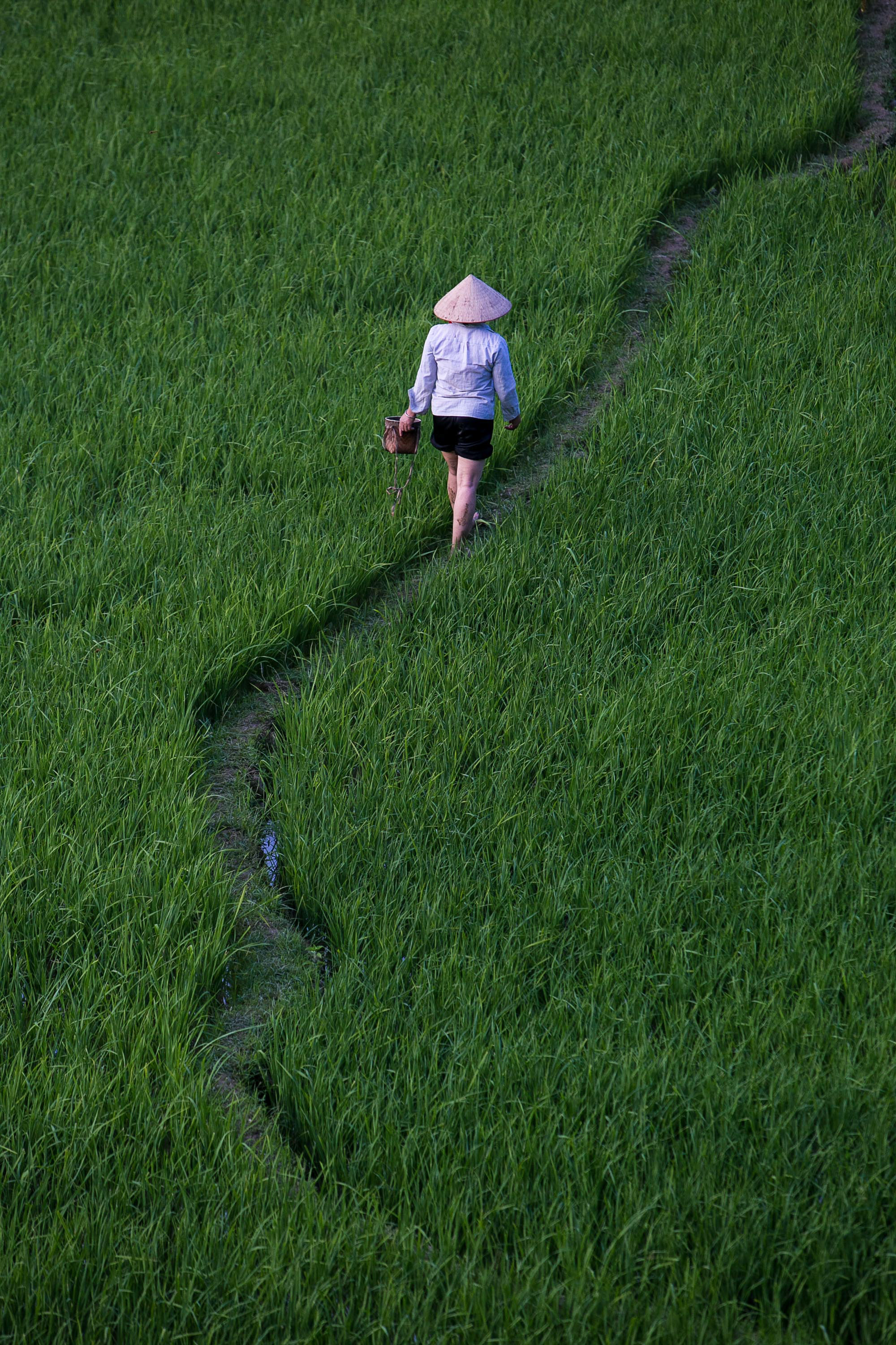 A person in a conical hat walks a narrow path through a green rice paddy