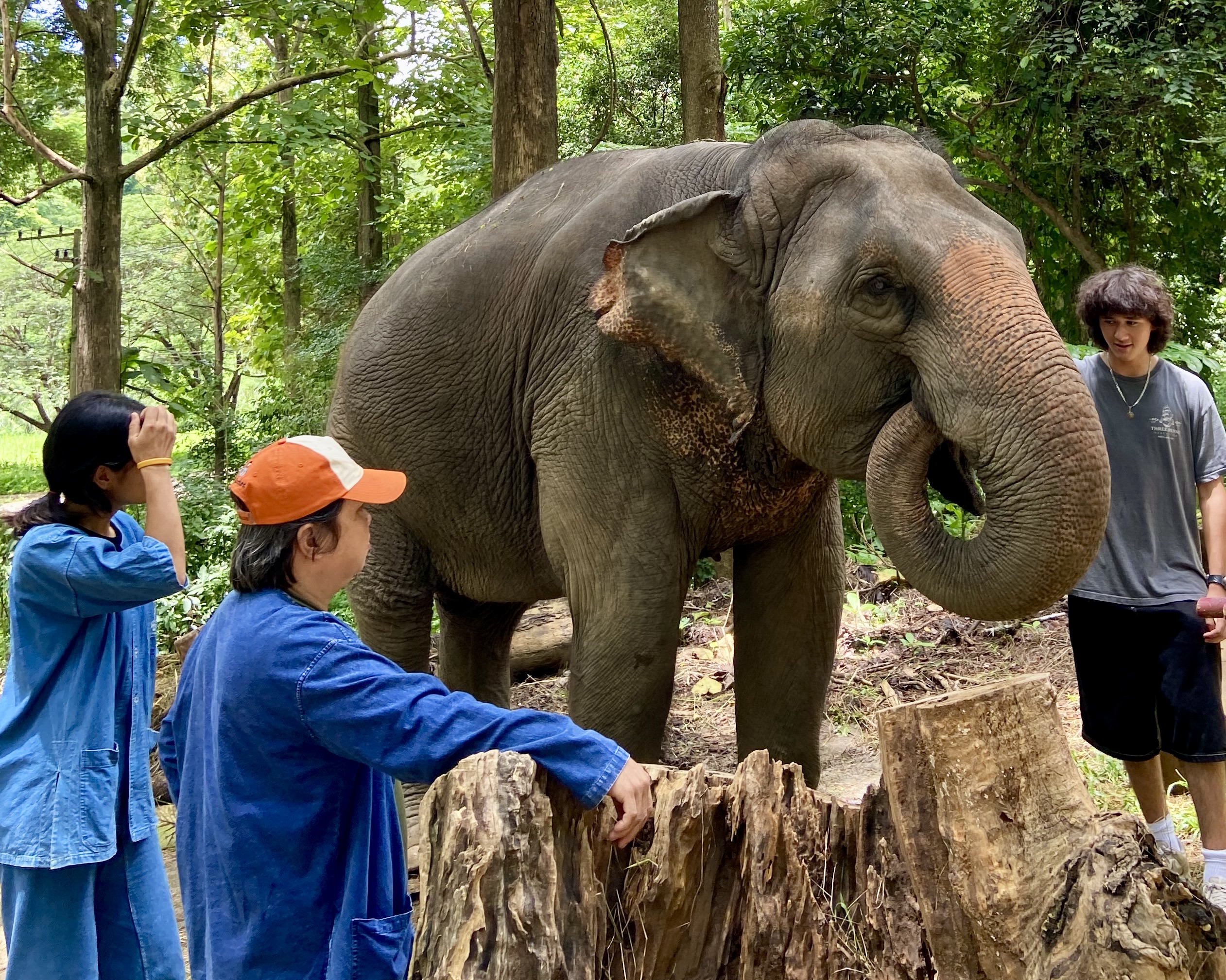 Students stand near an elephant in a forested clearing