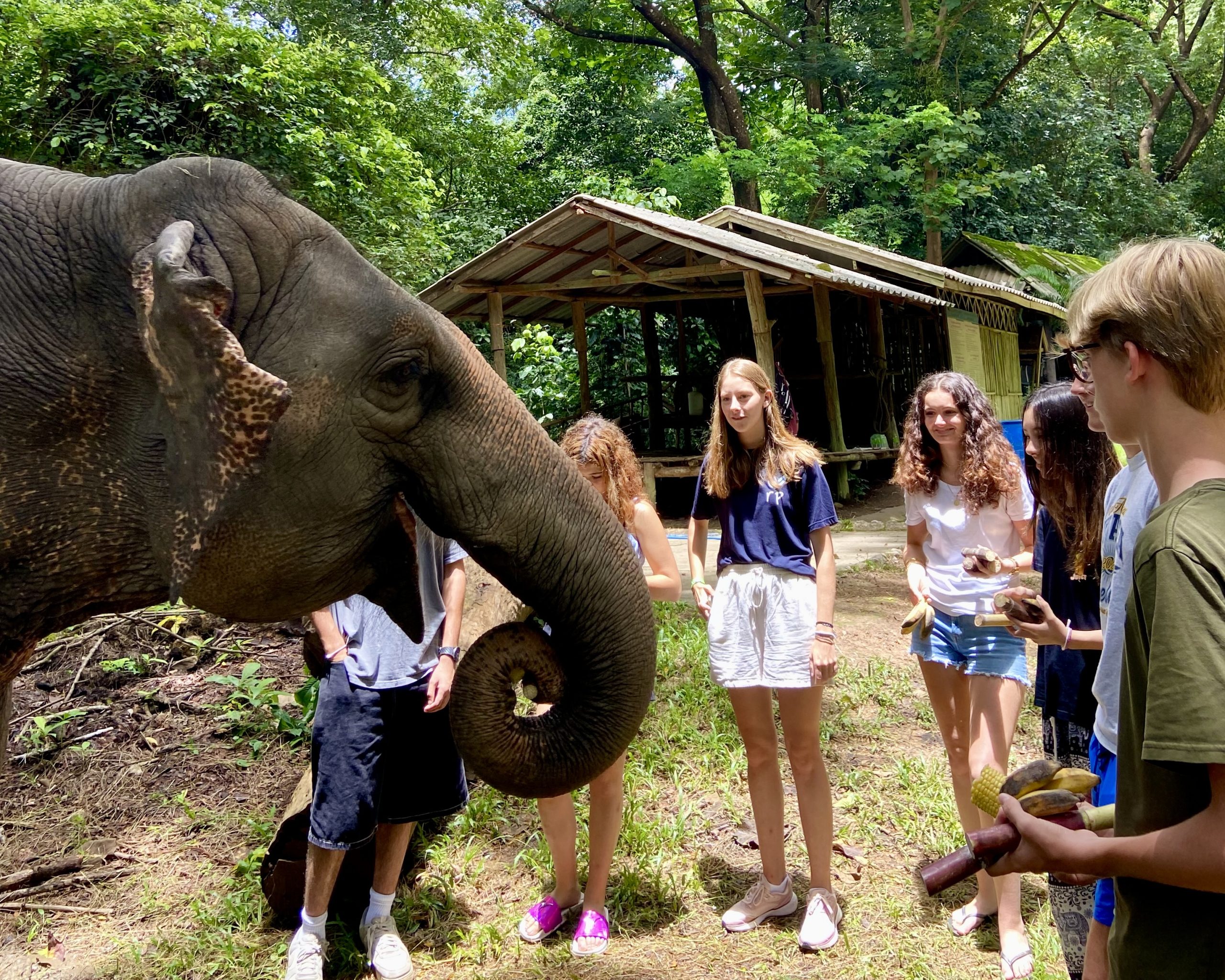 An elephant reaches its trunk toward students offering bananas in a forested camp