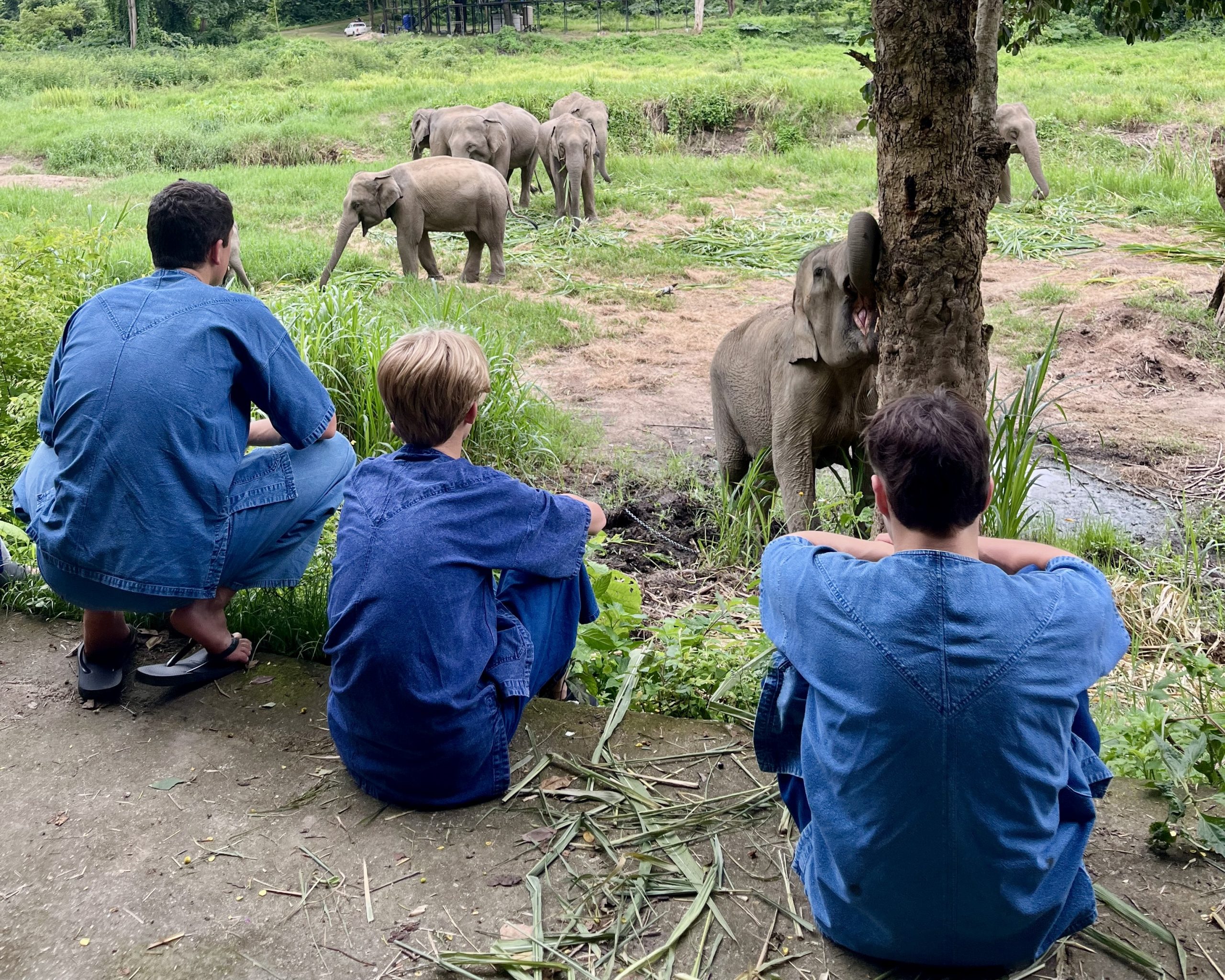 Students sit in a field watching a herd of elephants graze nearby