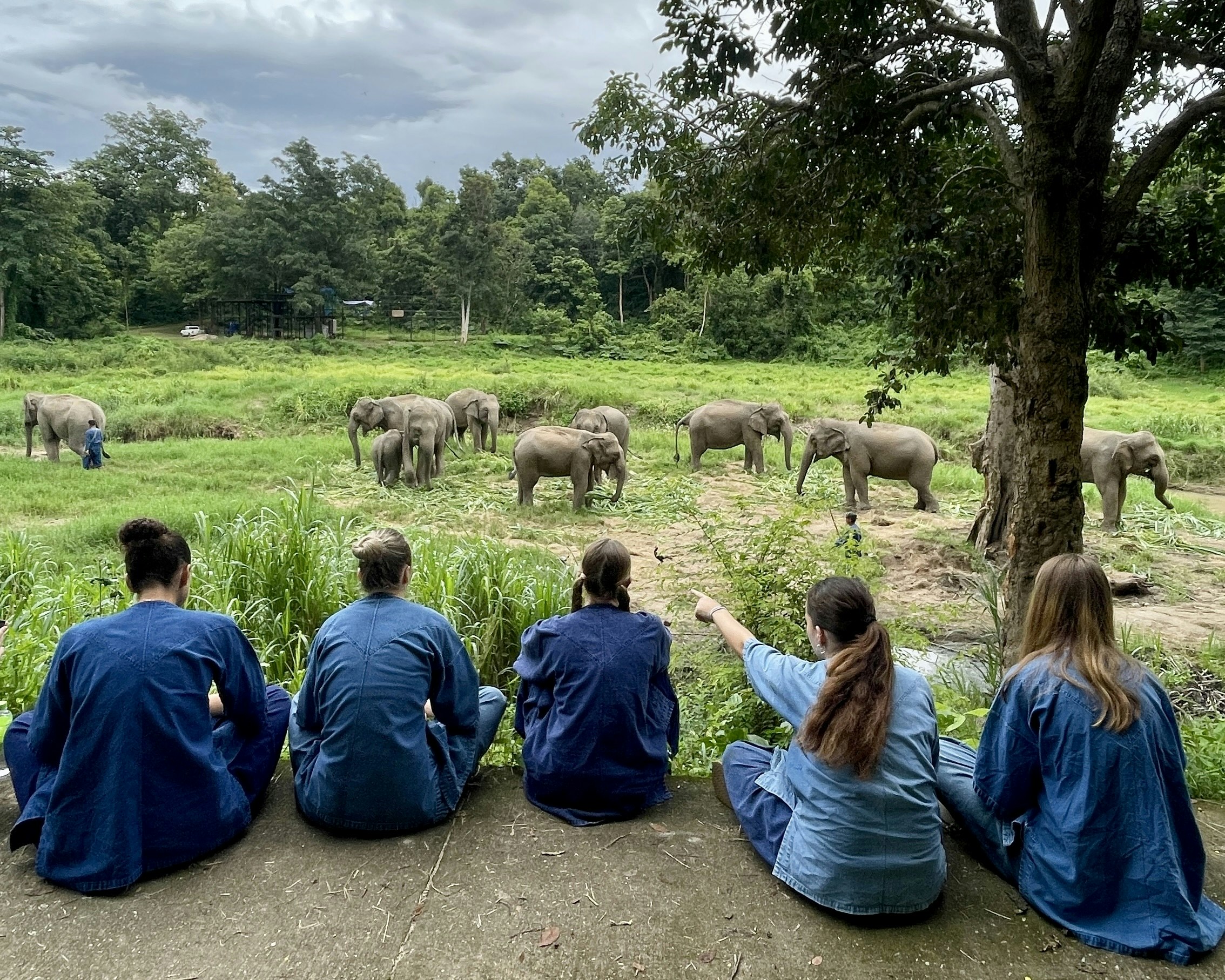 Thailand: Thai Elephant Conservation Project