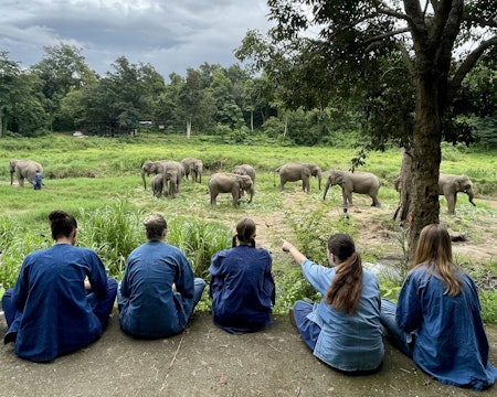 Students caring for elephants on a conservation trip for teens in Thailand