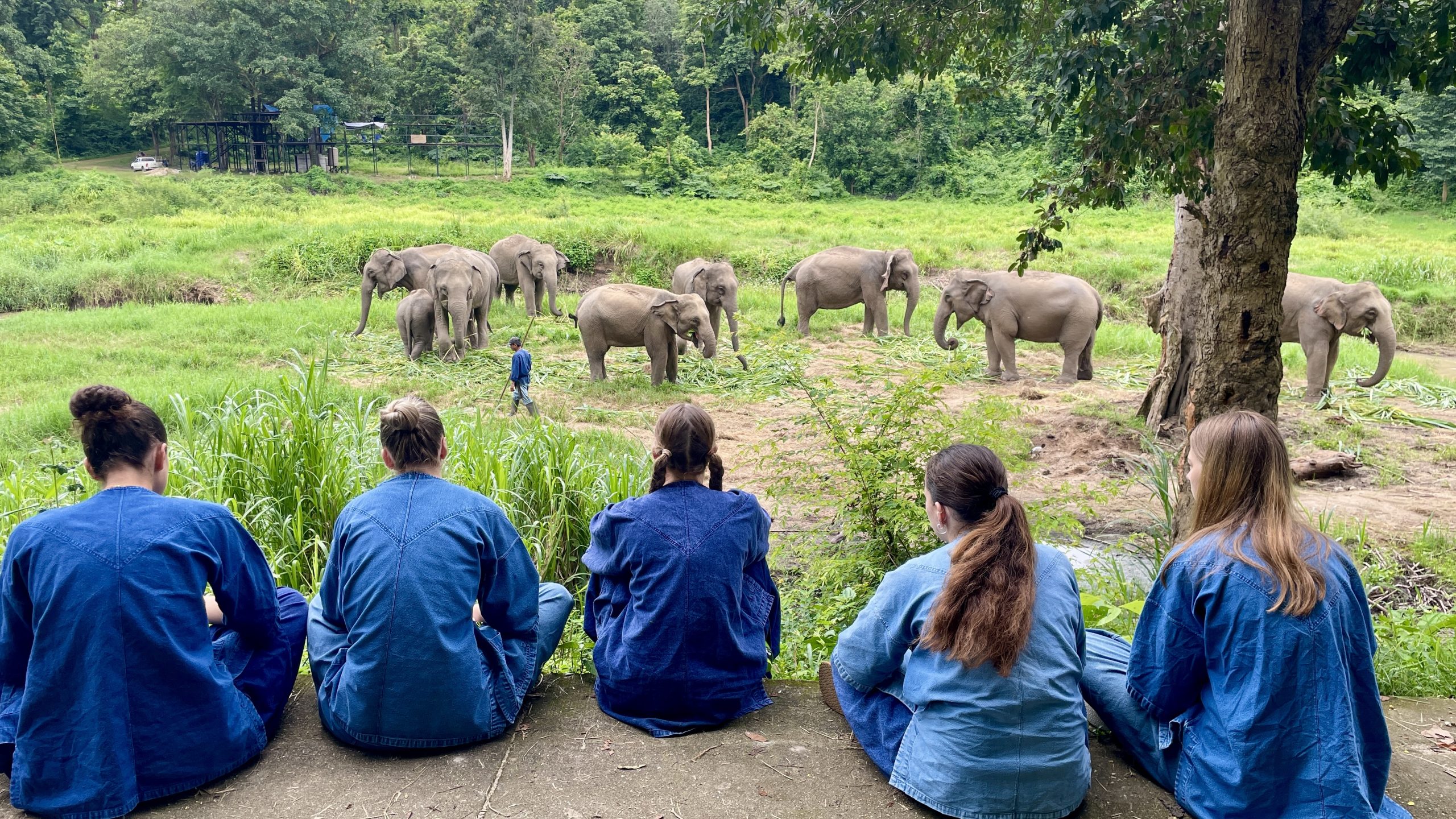 Students in Thailand sit in blue facing a field where elephants graze near tree line