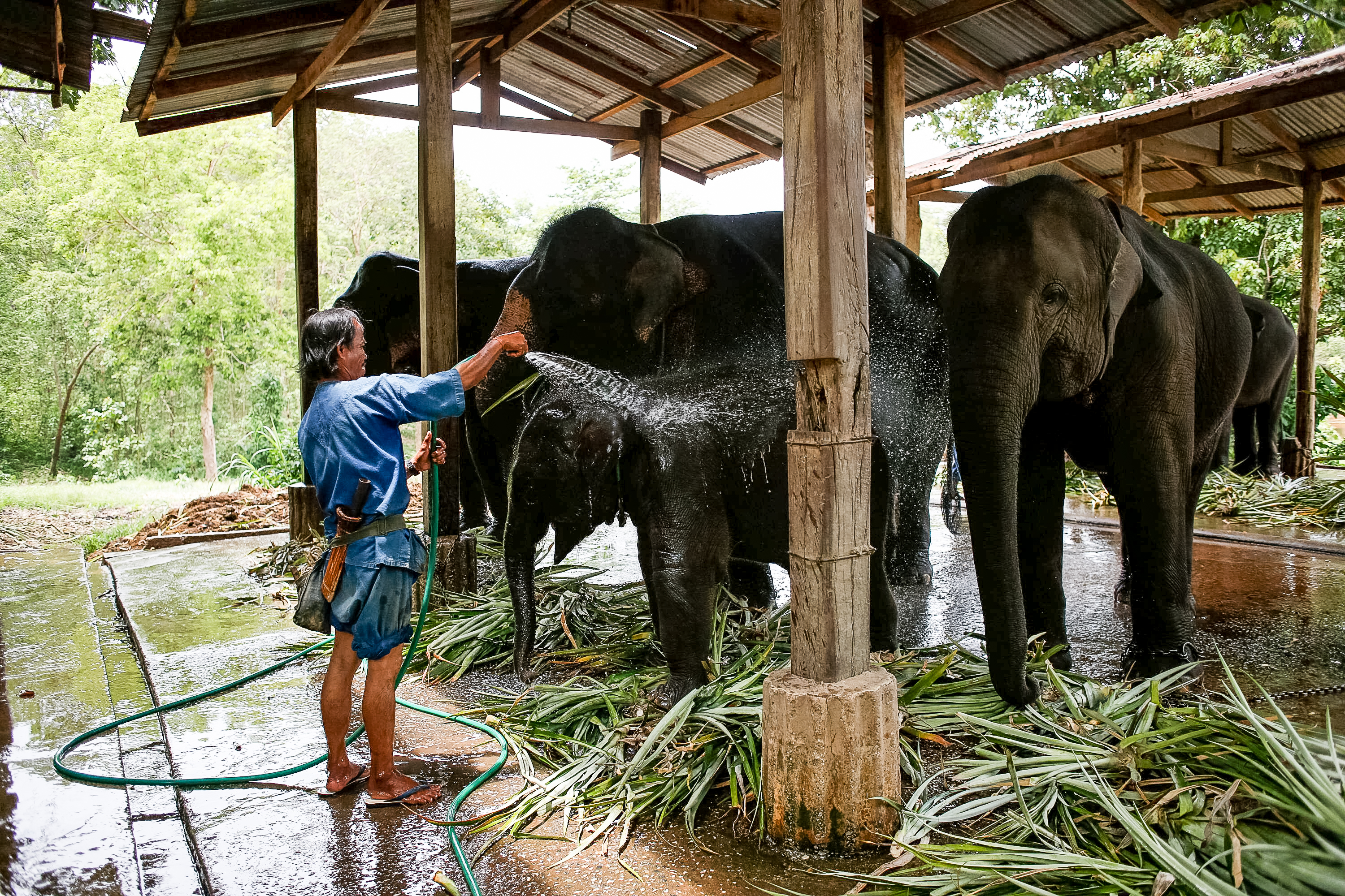 The Ultimate Animal Conservation Program: Saving Elephants in Thailand |  Rustic Pathways