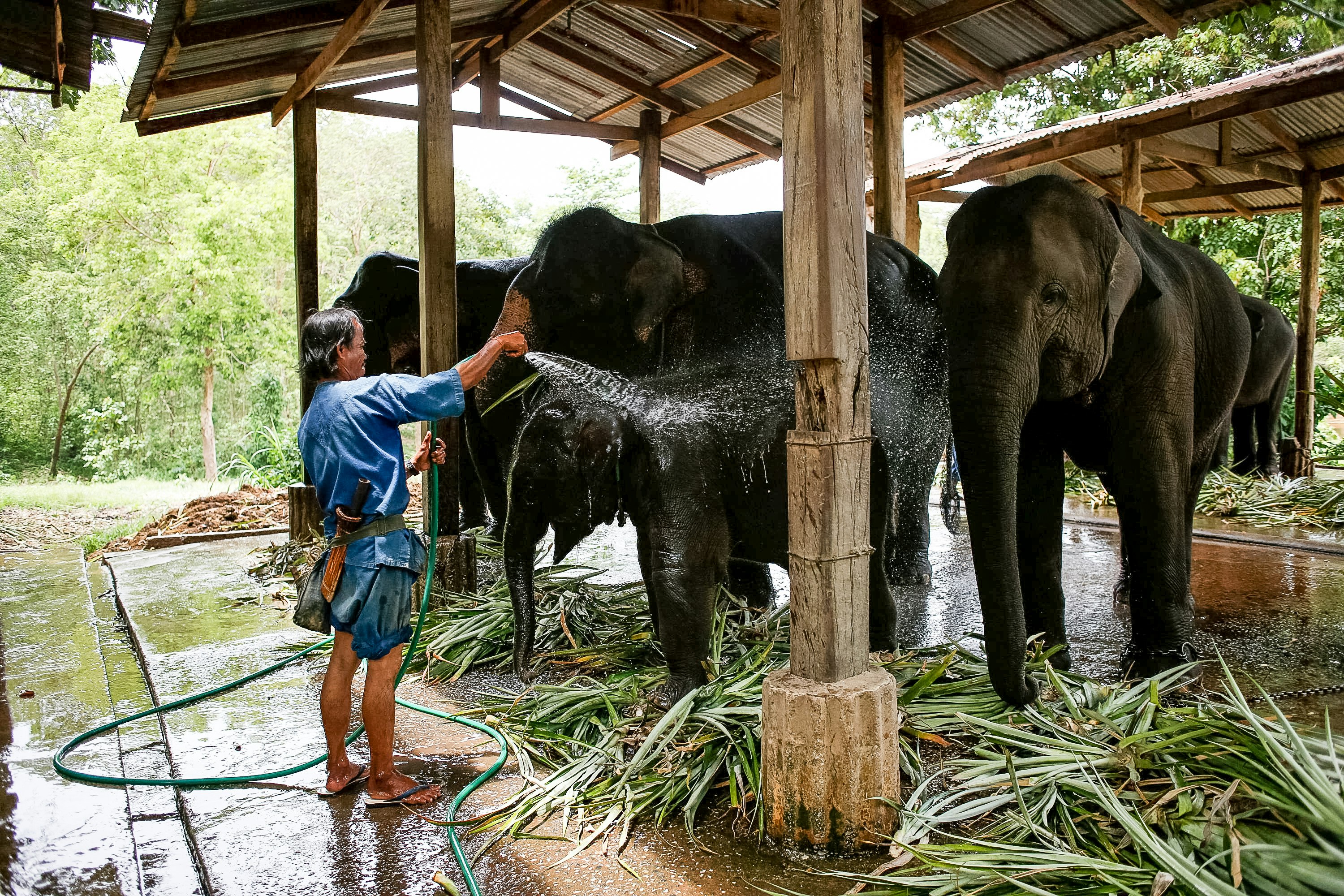 Empowering Futures: Thai Elephant Conservation Travel Program