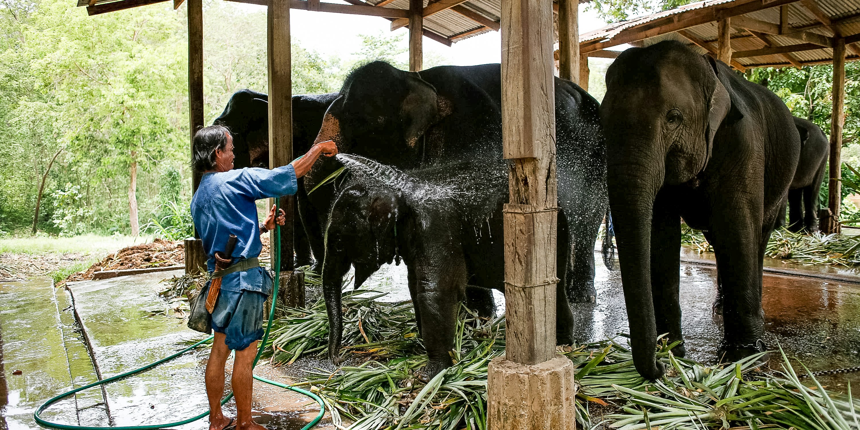 The Ultimate Animal Conservation Program: Saving Elephants in Thailand