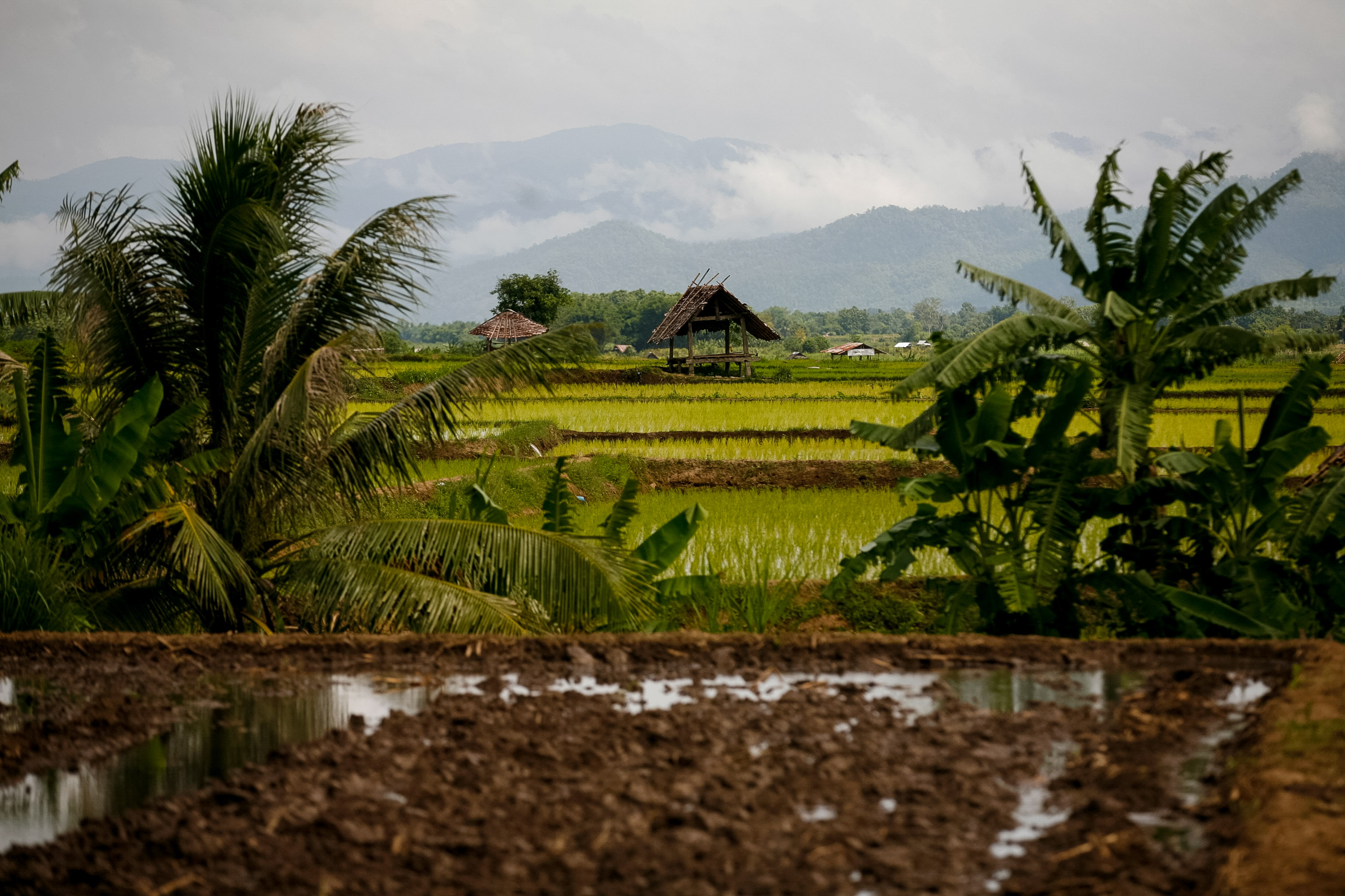 A thatched-roof hut in Thailand overlooks rice paddies framed by palm trees, with misty mountains beyond