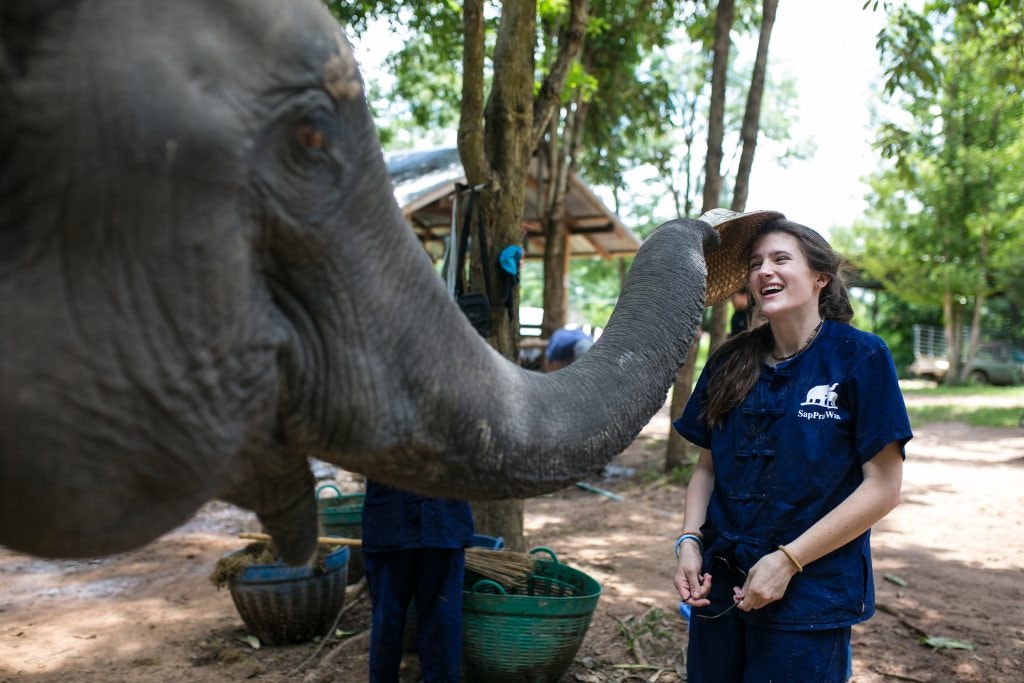 A Rustic Pathways student enjoys enrichment activities with an Asian elephant in Thailand.