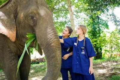 Teen travelers interact with an elephant in Thailand during an ethical elephant encounter on a teen tour in Asia.