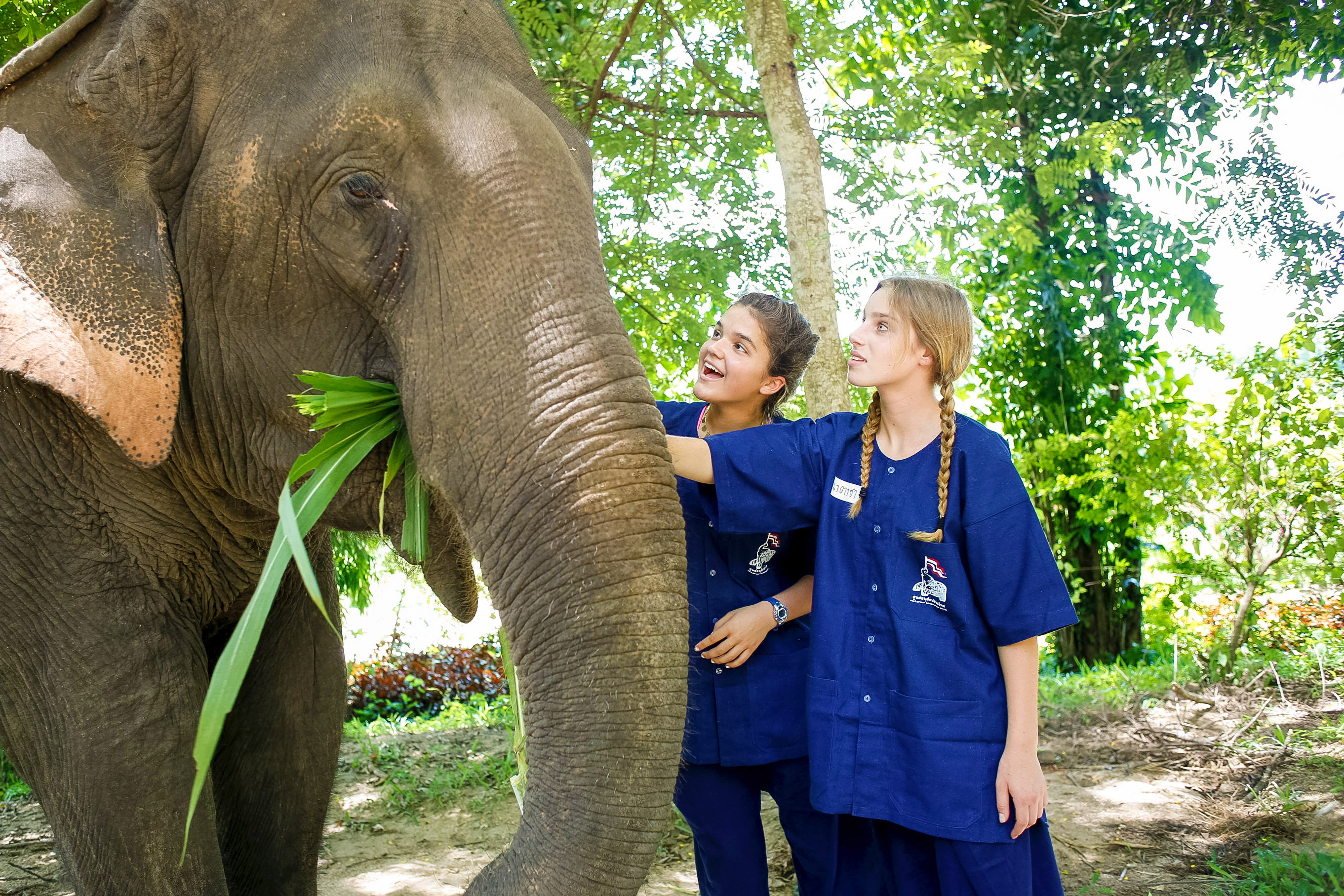 Students reach out to touch an elephant as it eats leaves in a forest clearing