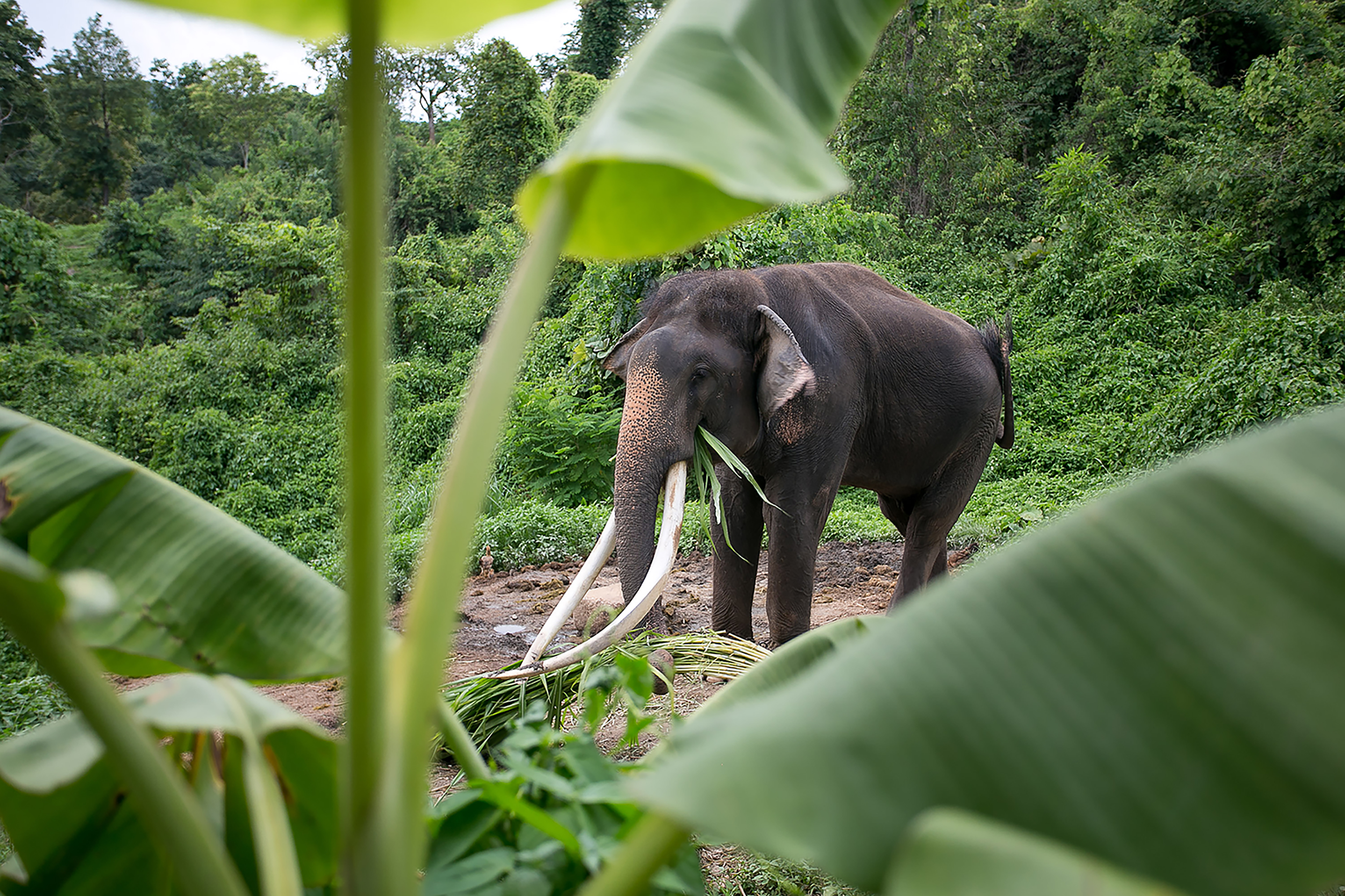 An elephant with long tusks feeds on greenery, framed by banana leaves in a forest clearing