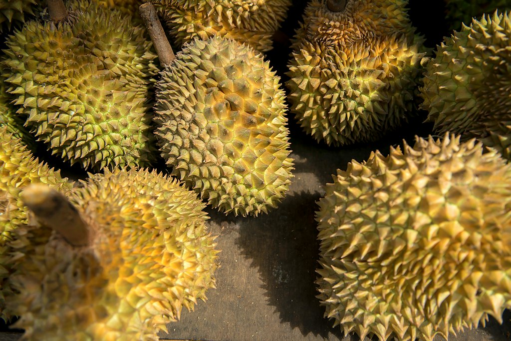 Durian fruit on the tree
