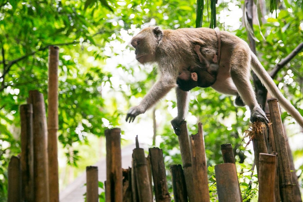 Macaque monkey jumping between bamboo poles while carrying a baby in the rainforest of Thailand.