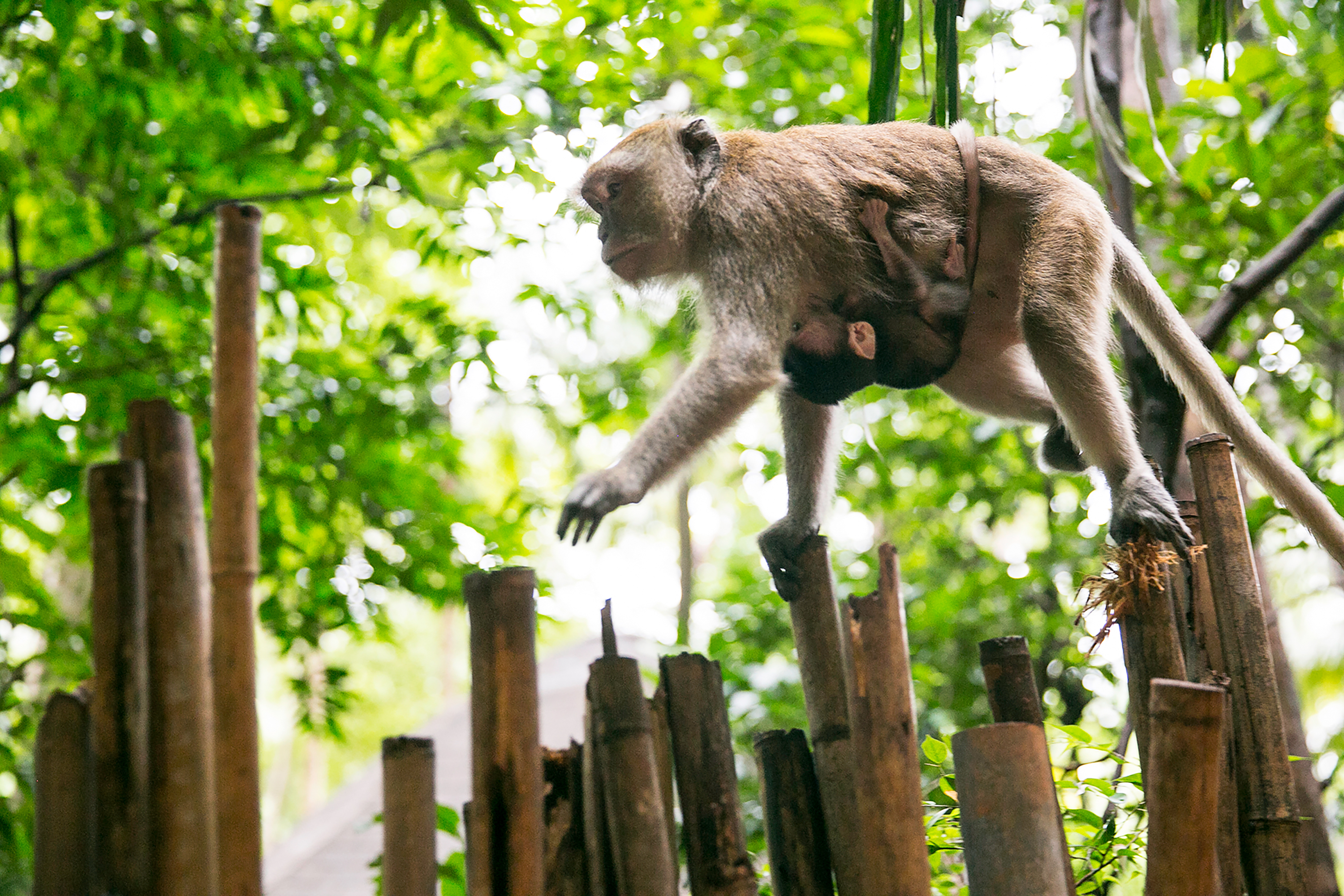 Monkey in Thailand carrying its baby walking on top of sticks.