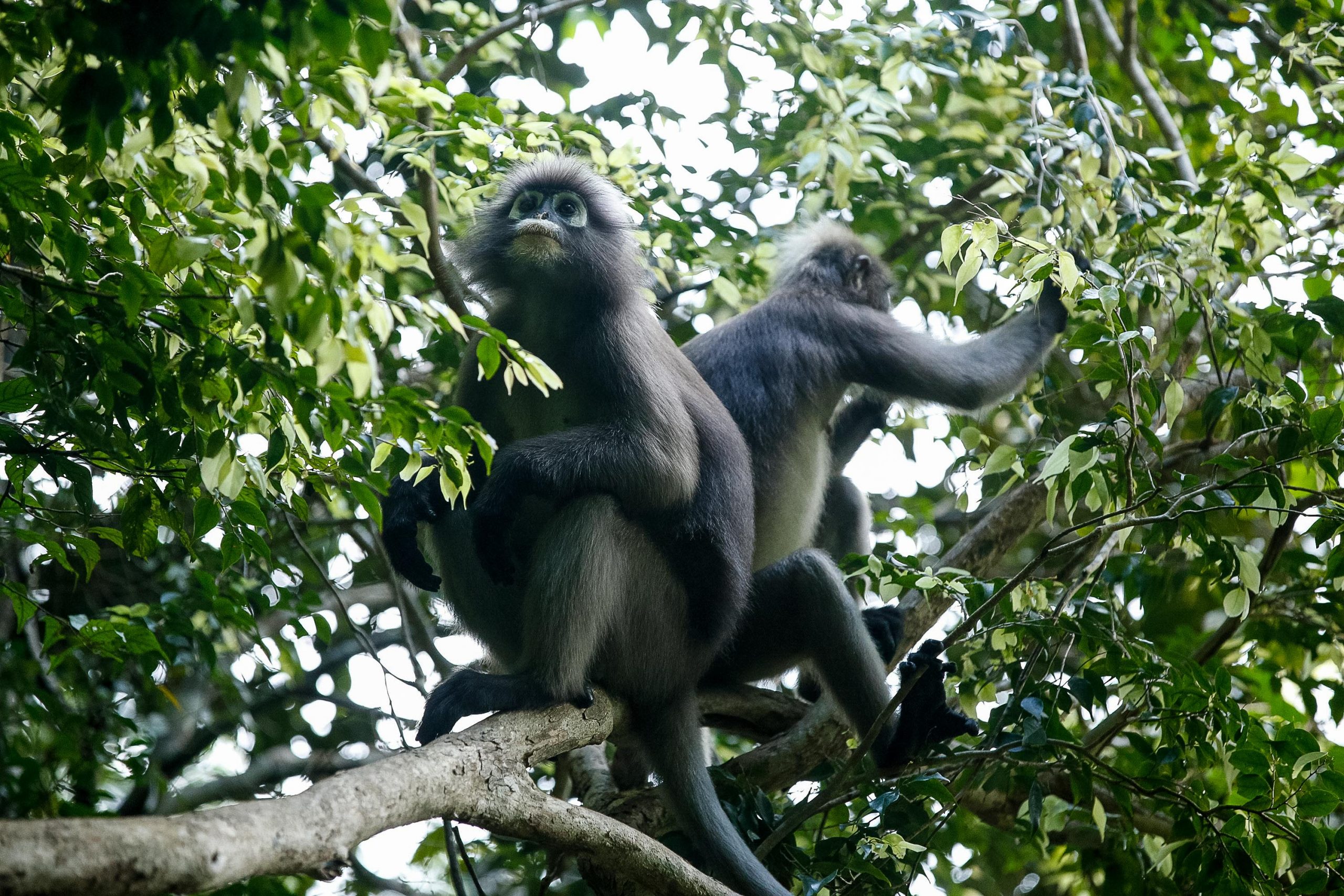 Langur monkeys perch on a branch among dense green foliage