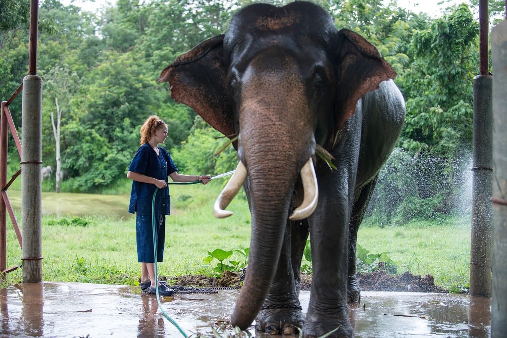 Student caring for an elephant with a hose at a conservation project in Thailand.