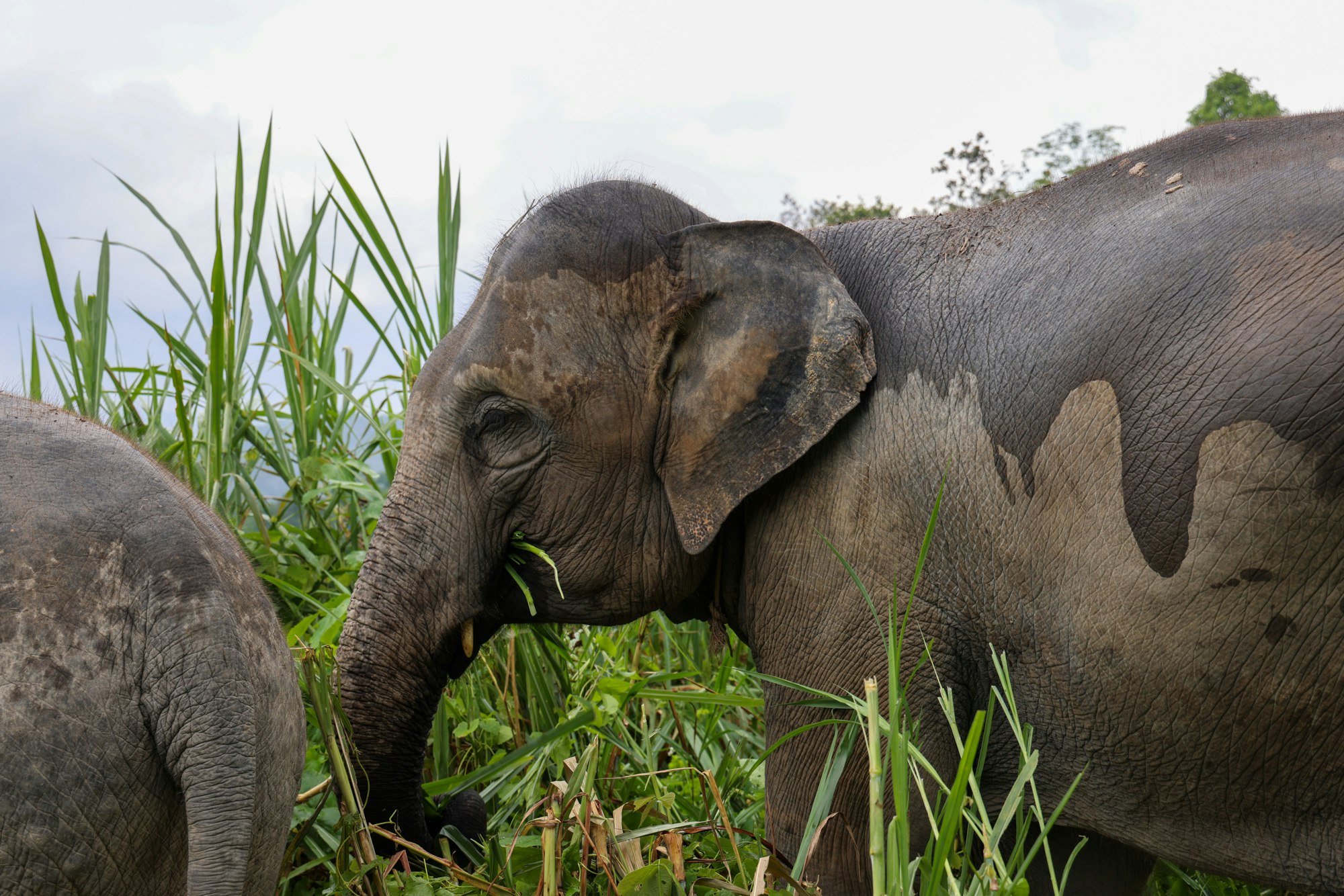 Give Back to the Environment with Elephant Pants from Thailand