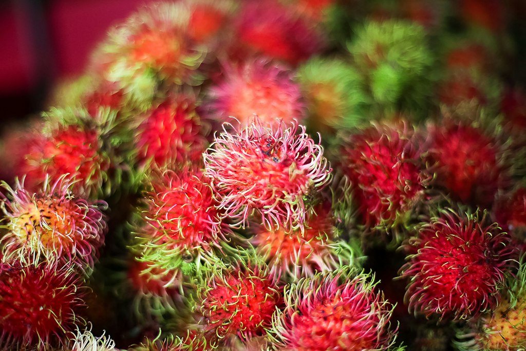 Rambutan fruit clusters