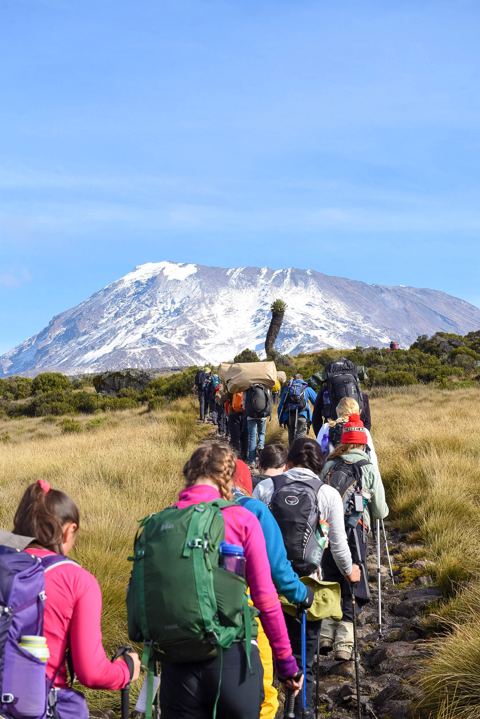 Students hike a grassy trail with trekking poles and packs, snow-capped Kilimanjaro rising ahead