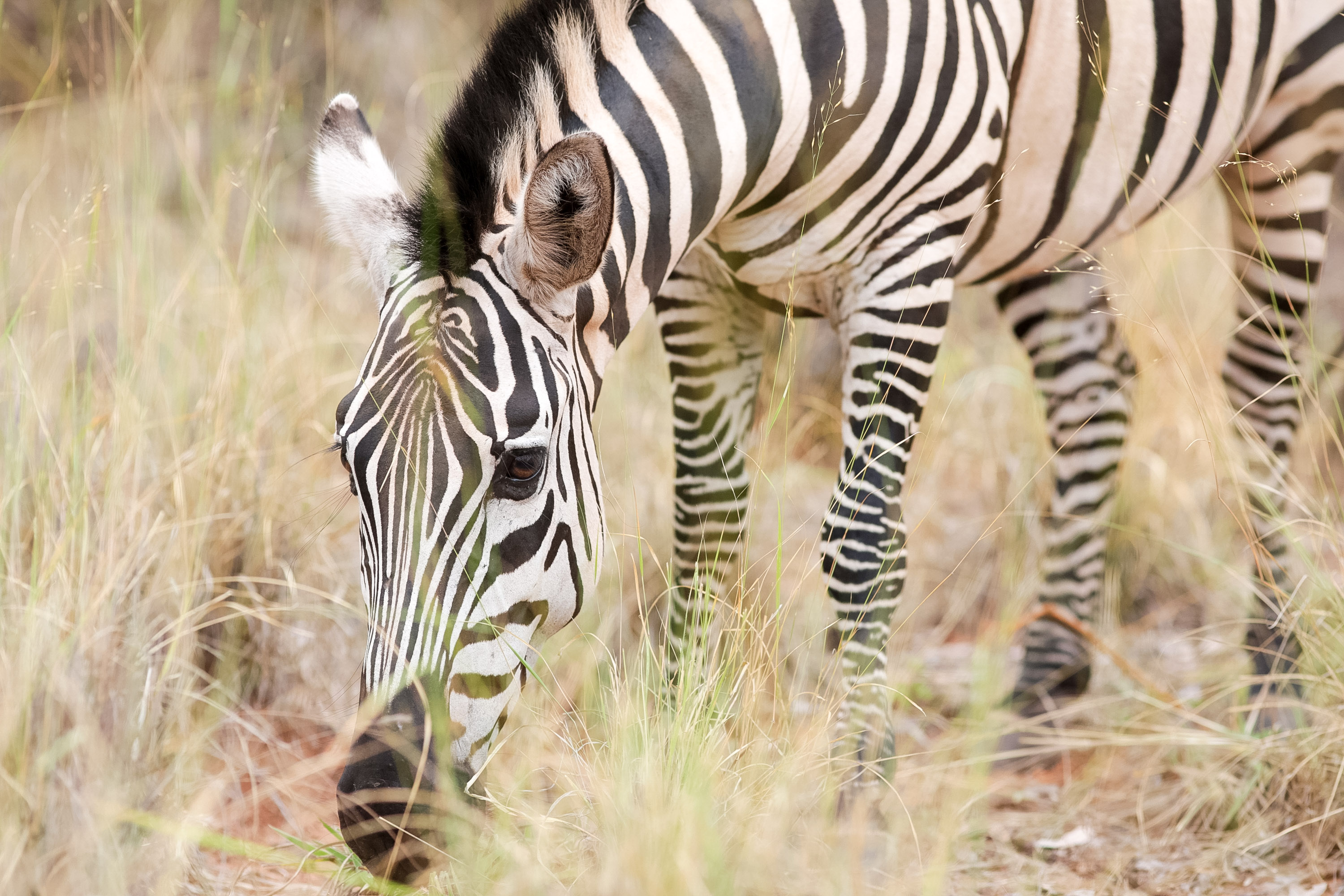 A zebra grazes on dry grass, its head lowered to the ground
