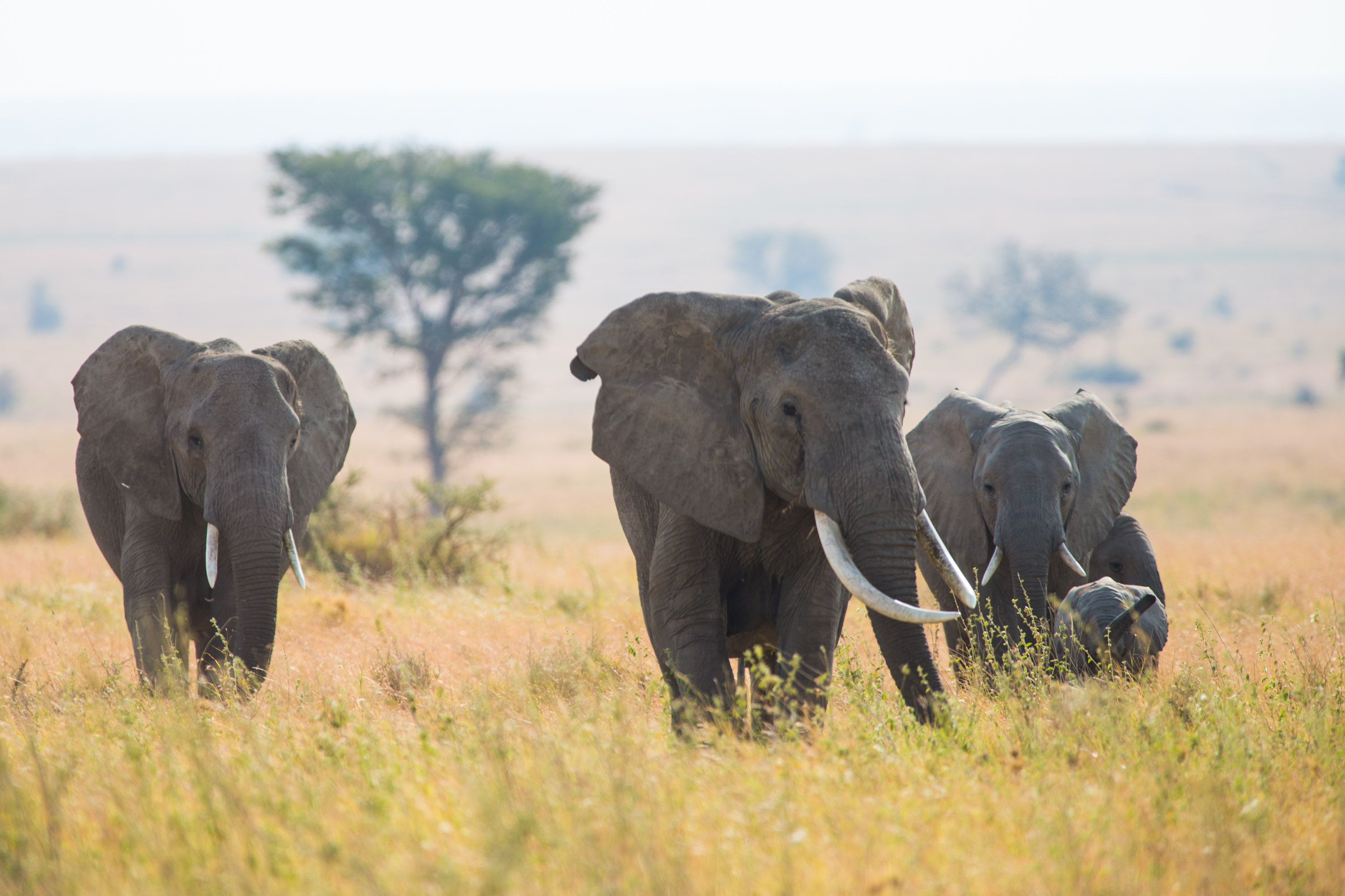 Elephants walk through golden grassland on the Serengeti plains