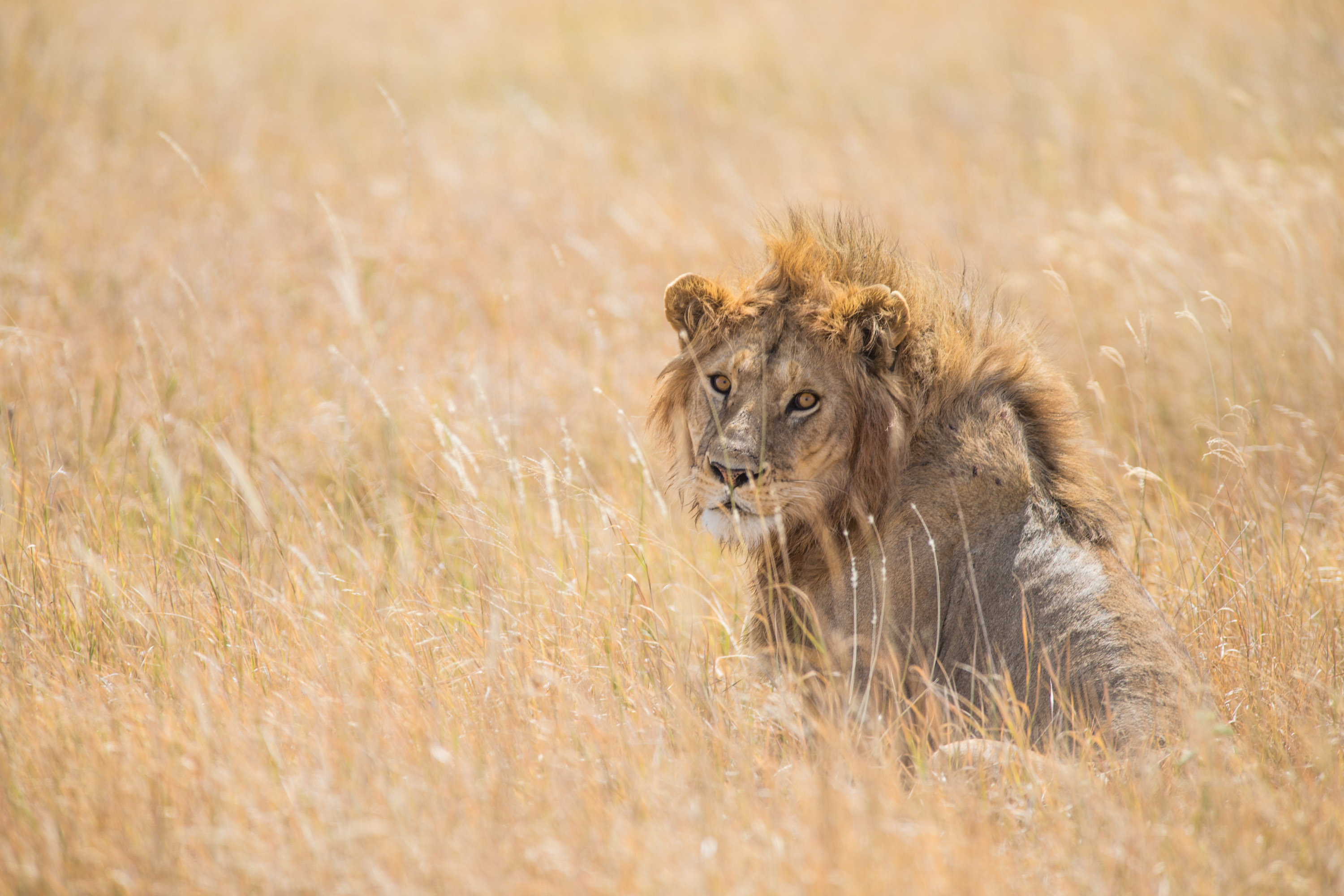 Teens spot a lion resting amid tall golden grass