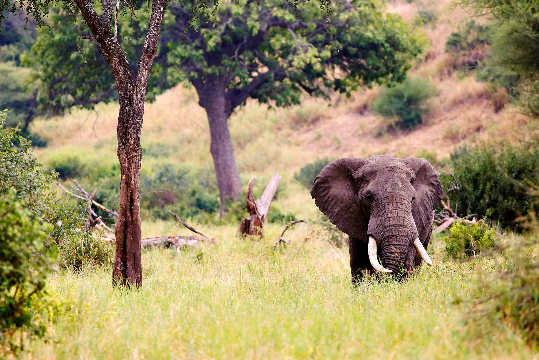 elephant in Tanzania's Serengeti National park