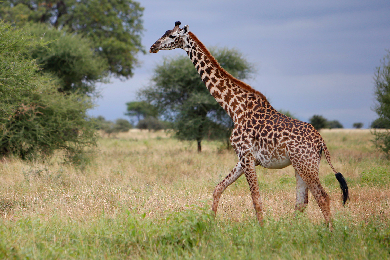 A giraffe walks across the grassy savanna beneath scattered acacia trees