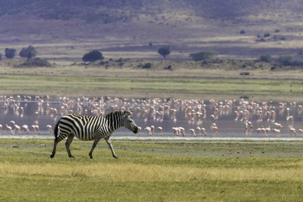 Zebra walking in front of a large flock of flamingos by the water.