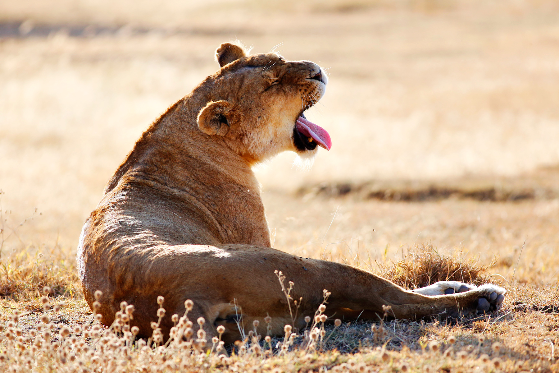 A lioness yawns while resting in golden savanna grass