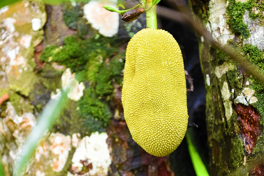 Jackfruit hanging on tree