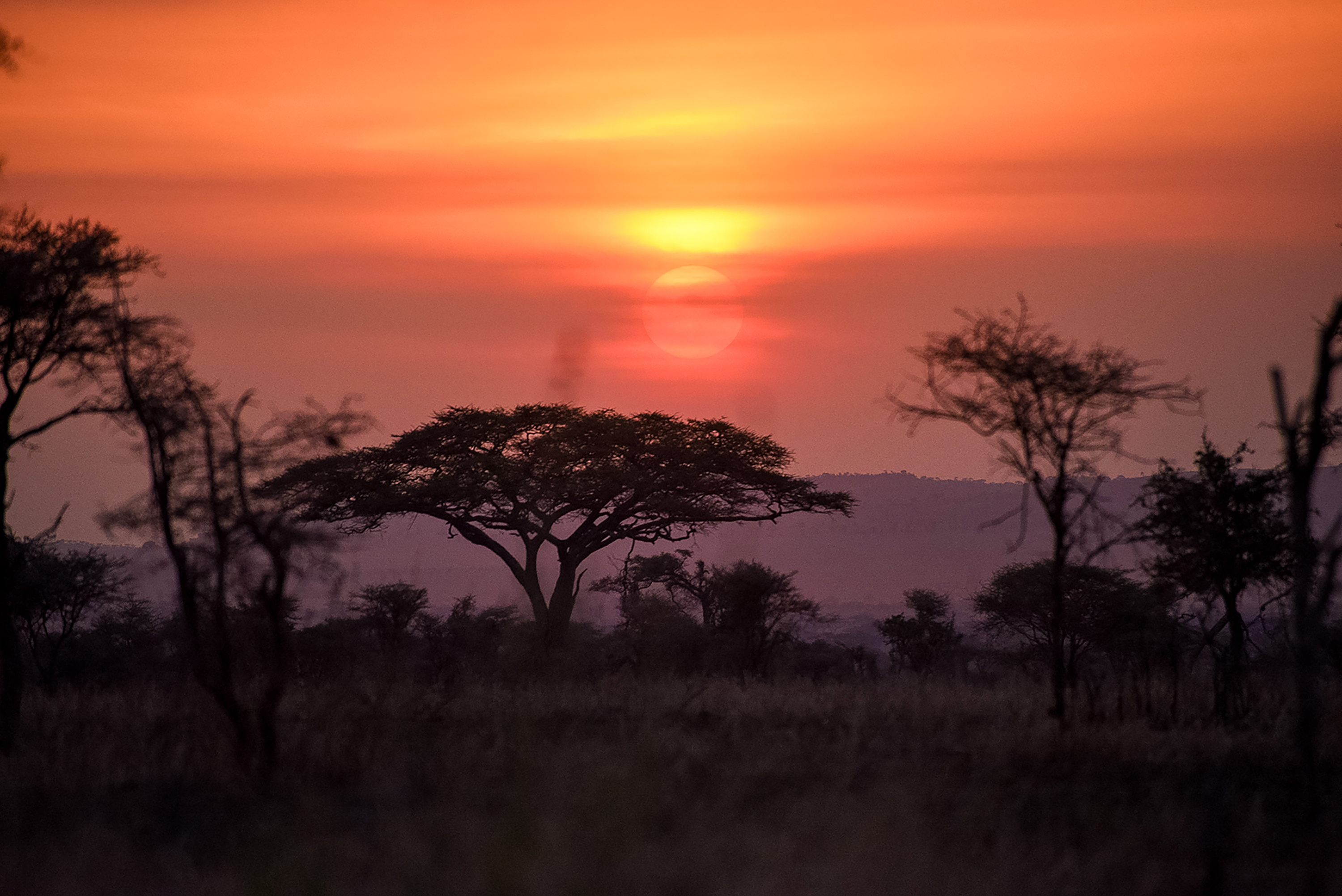 Vibrant sunset over the African savannah with silhouetted trees.
