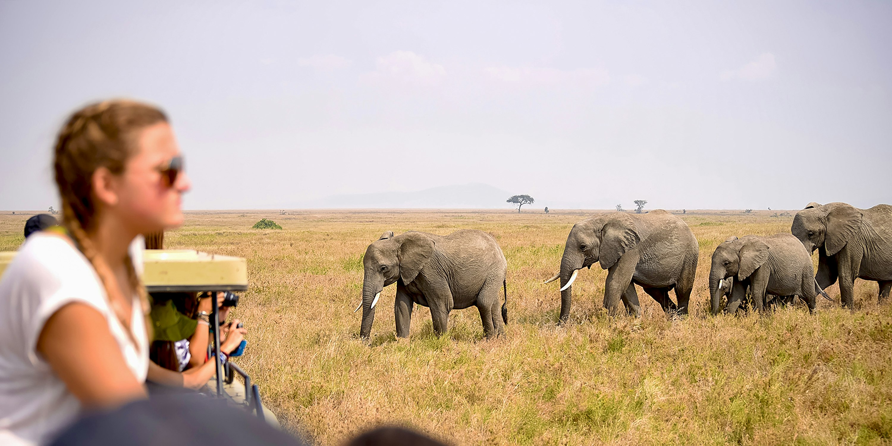 Animal Adventures: Where Students Can Best Learn About Wildlife While Traveling