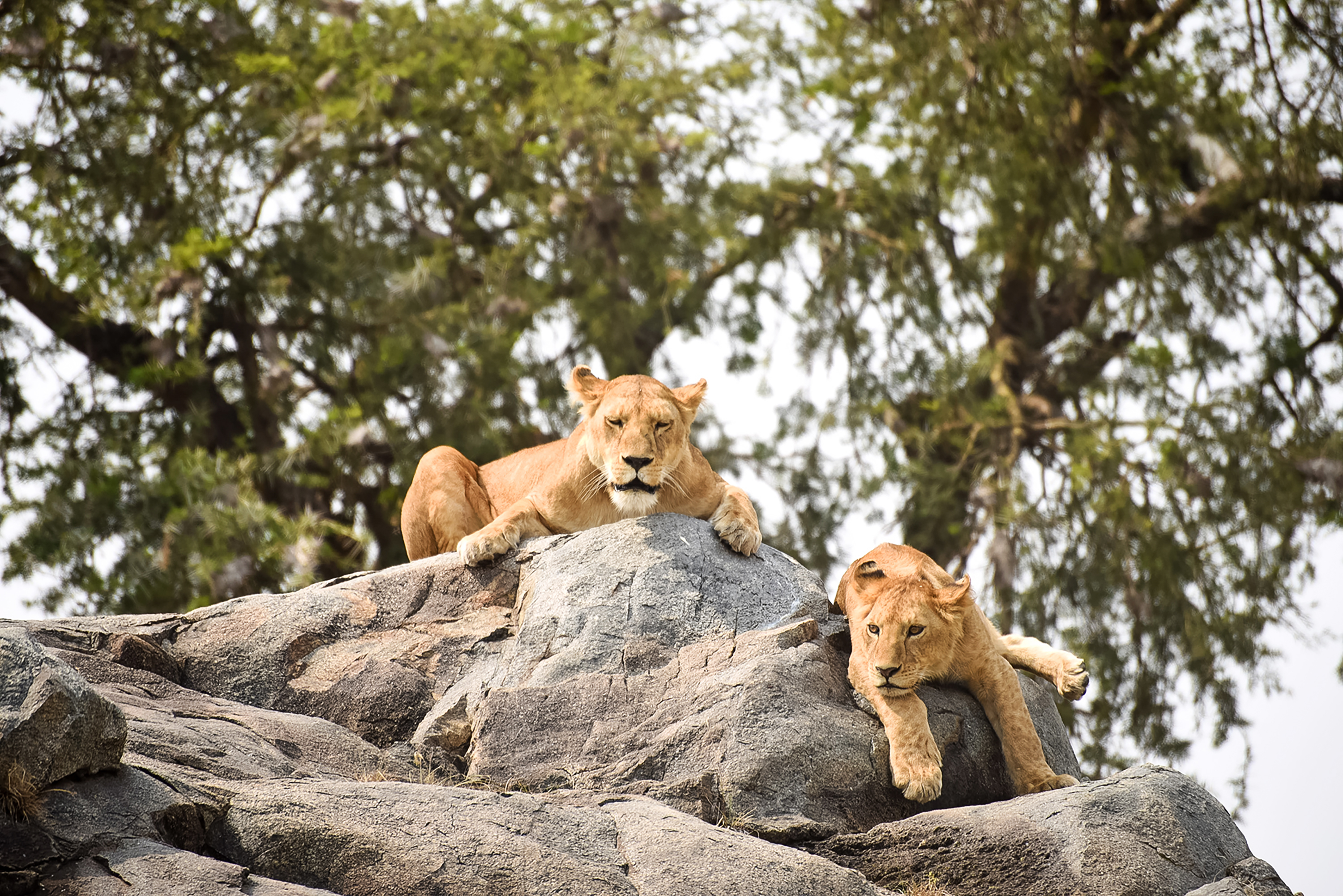 Two lions lounging on a rock formation with trees in the background.