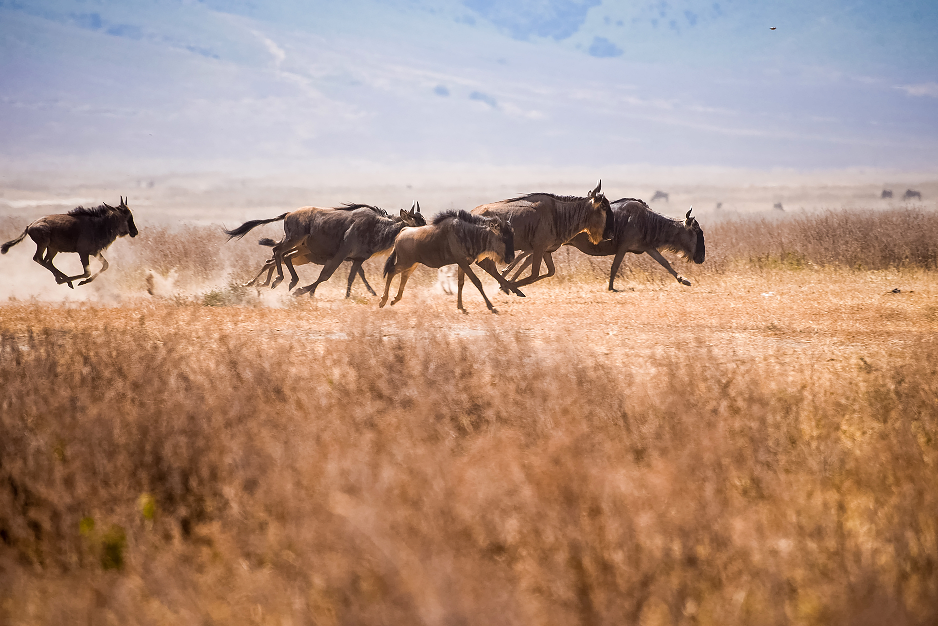 Wildebeest running across a dry grassy plain