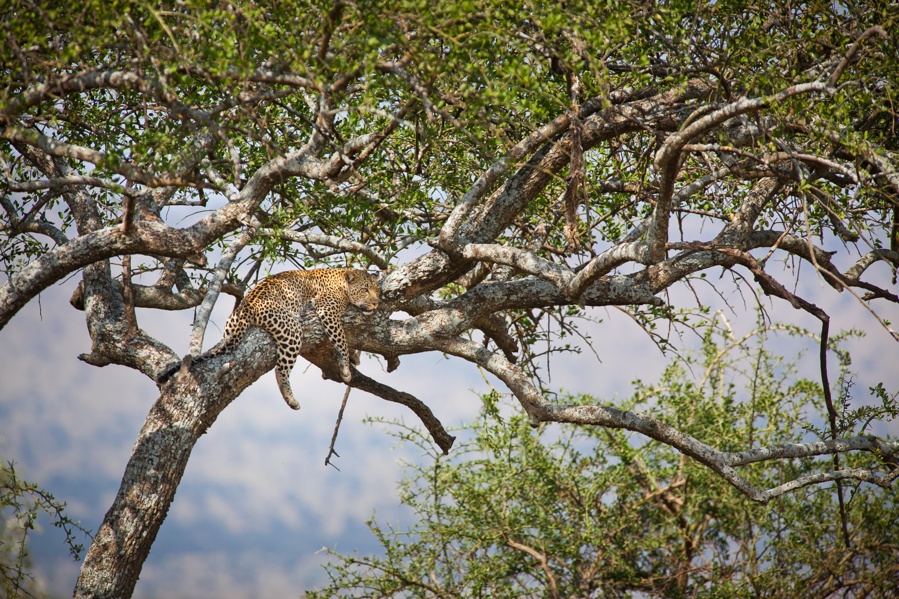 A leopard rests on a tree branch beneath a canopy of leaves