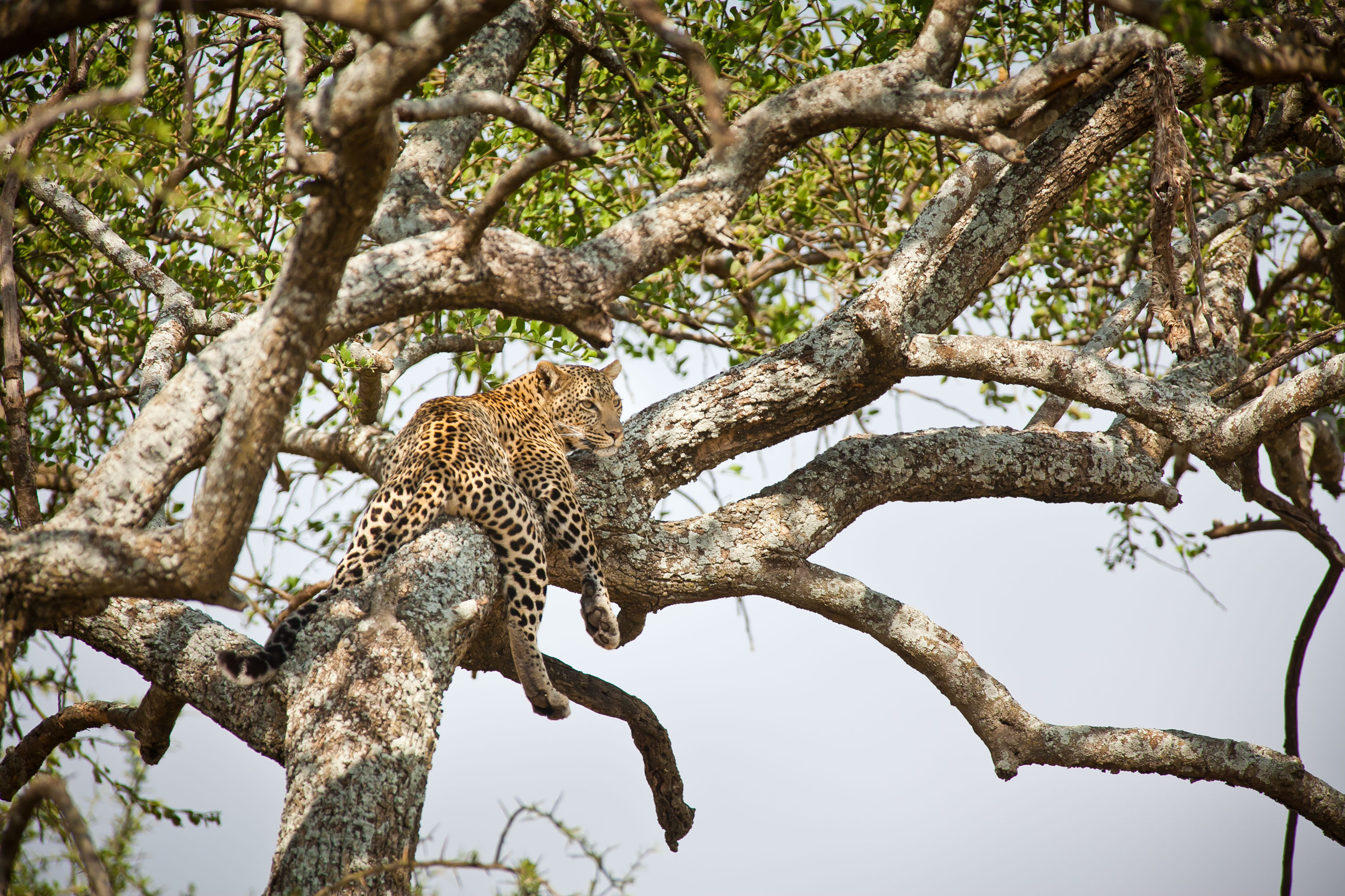 A leopard lies stretched along a horizontal acacia branch above open savanna.