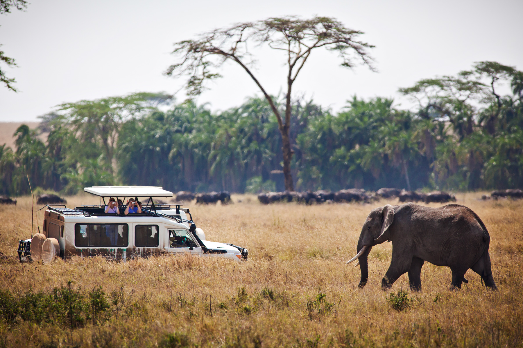 An elephant crosses the grassland near a safari vehicle in Tanzania