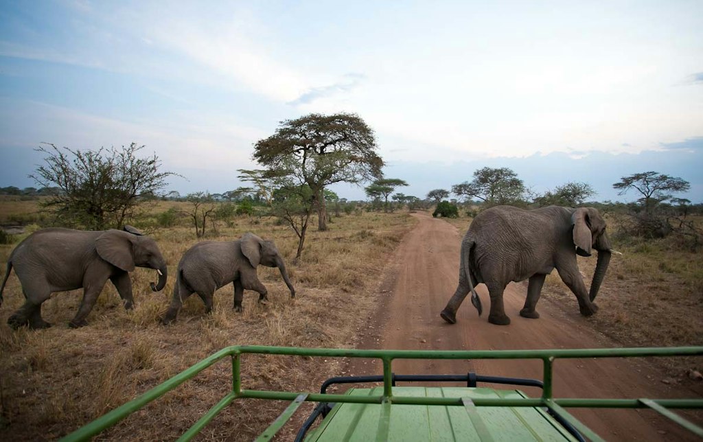 Tanzania students on safari