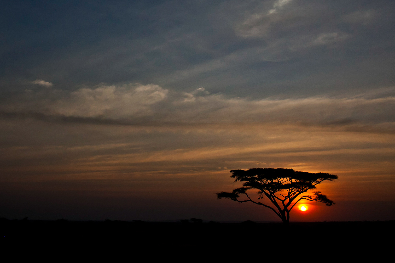 A lone acacia tree silhouetted against a glowing sunset on the savanna
